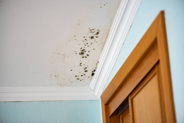 Best Mold Testing  in Rose Hill, NC