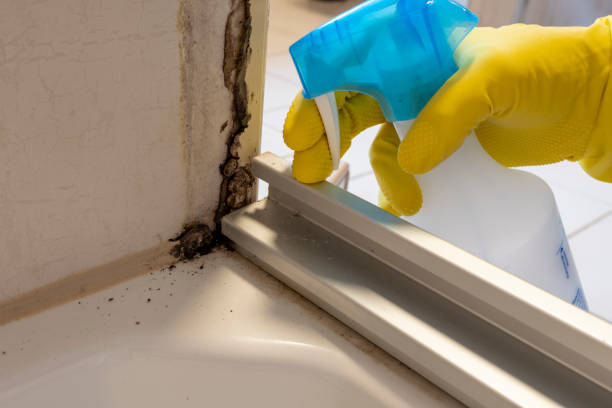 Best Attic Mold Removal  in Rose Hill, NC