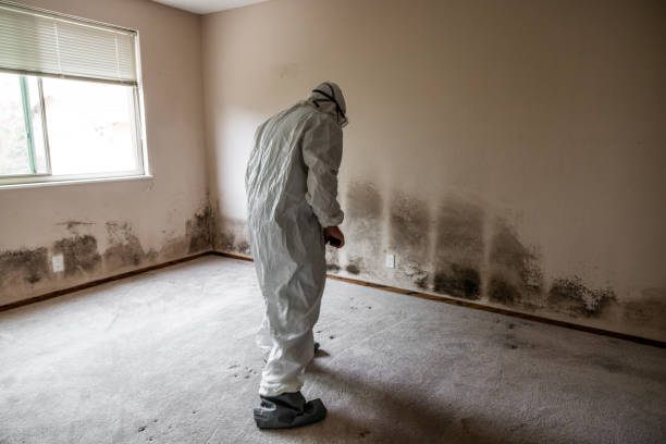 Best Toxic Mold Removal  in Rose Hill, NC