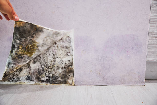 Best Black Mold Removal  in Rose Hill, NC